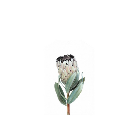 Father Rabbit Protea Gift Tag